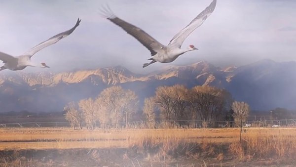 Стая Клин журавлей