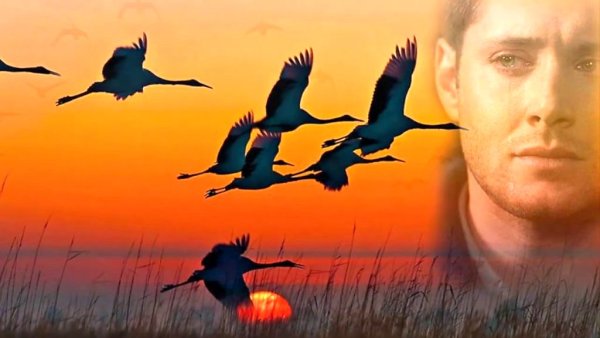 Журавль в небе