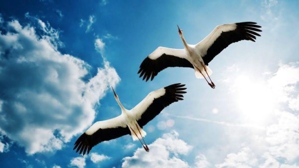 Клин журавлей в небе