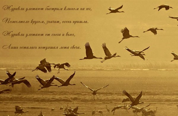 Птицы на фоне неба