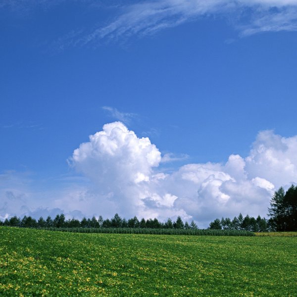 Поляна и небо