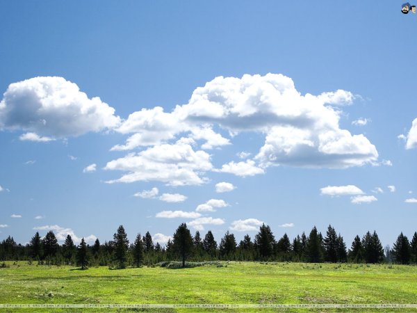 Облака над лесом