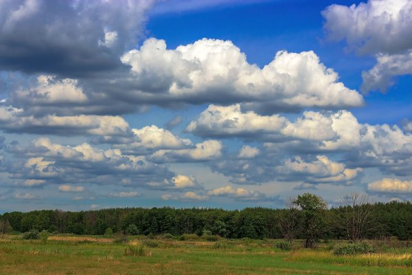 Панорама деревья