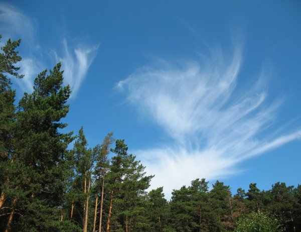 Летний пейзаж