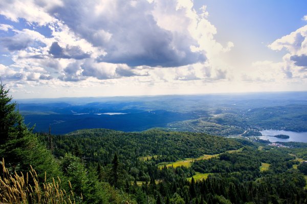 Лес и небо фон