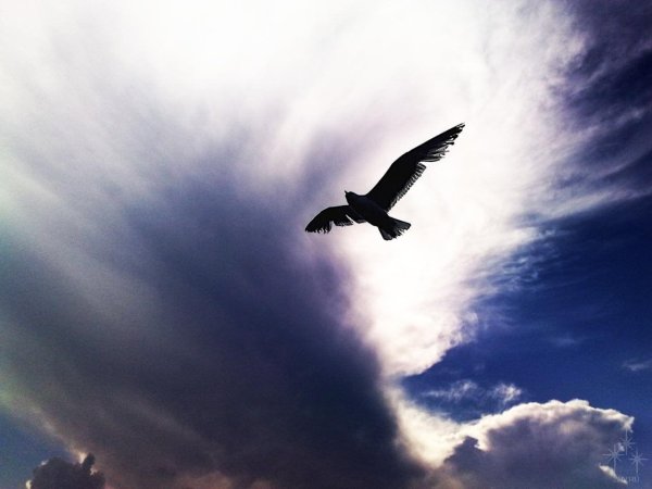 Парящая птица