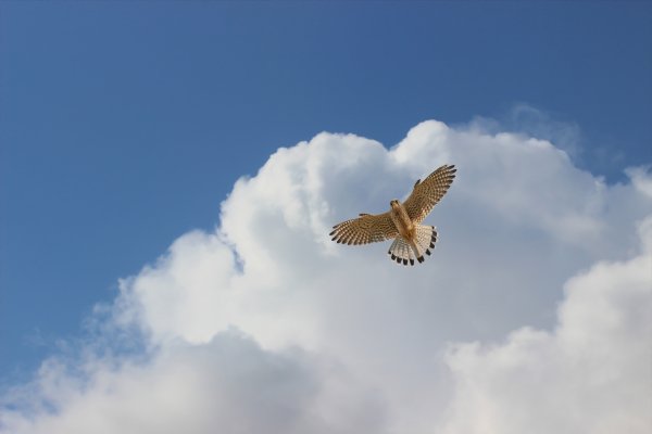 Жаворонки в небе