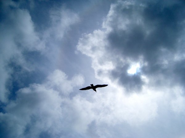 Свобода птица в небе