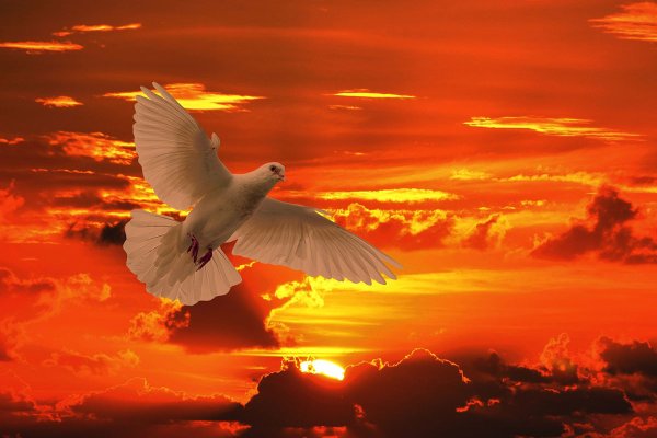 Голуби в небе