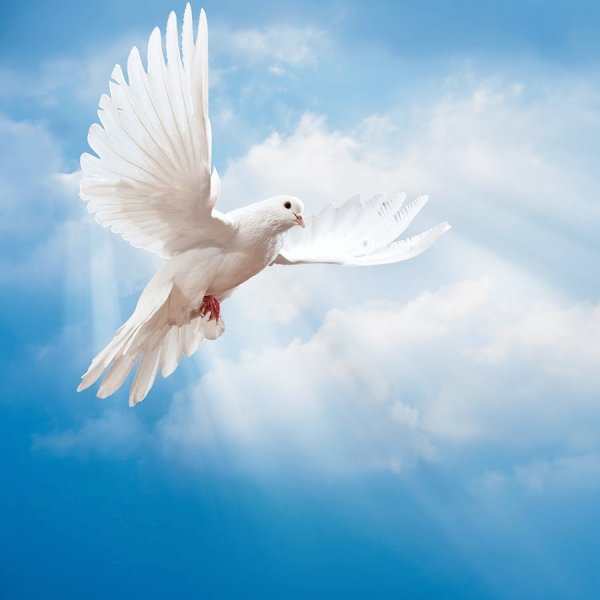 Белый голубь