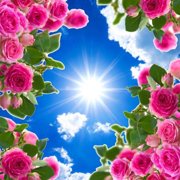 Розы и небо