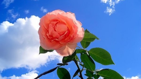 Розы на фоне неба