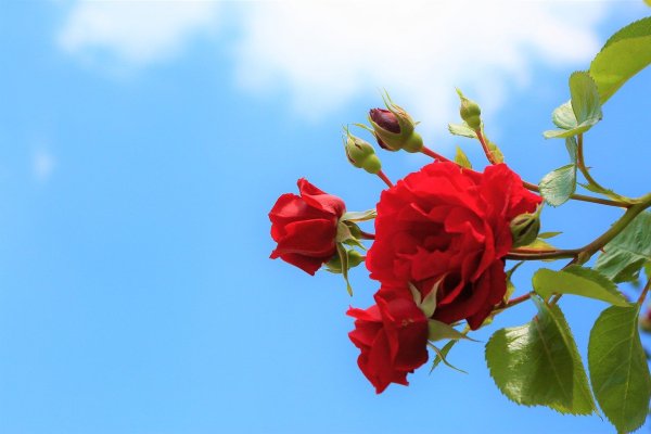 Красные розы на фоне неба