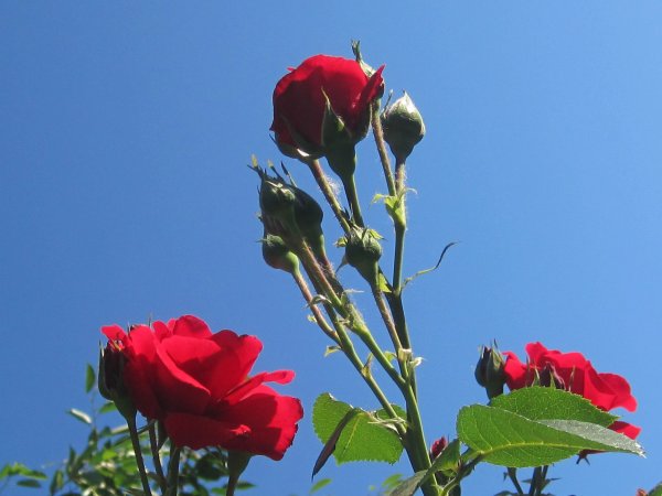Красные розы на фоне неба