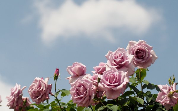 Небесные розы