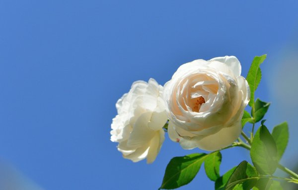 Розы на фоне неба