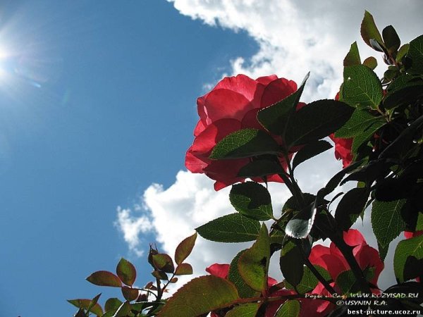 Красные розы