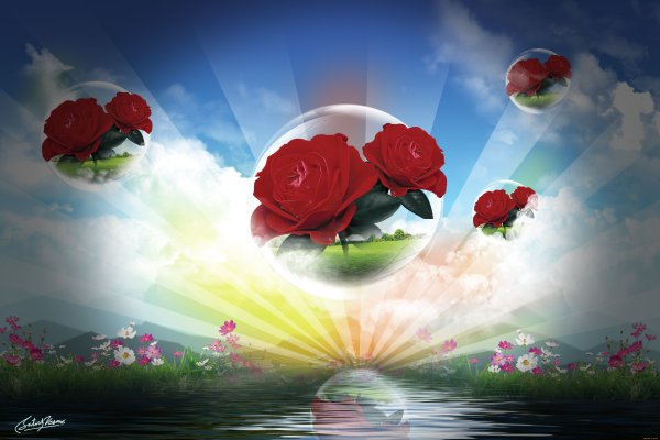 Белые цветы на фоне голубого неба