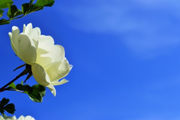 Розы на фоне неба