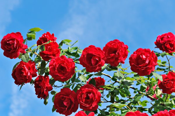 Красные розы