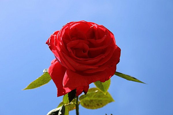 Гули Садбарг