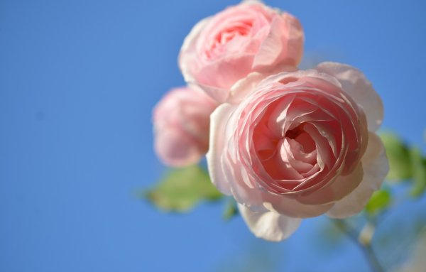 Небесные розы