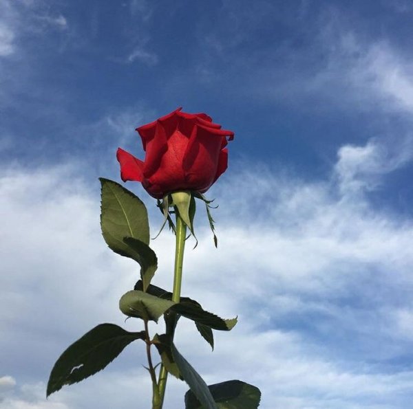 Цветы розы с ромашками