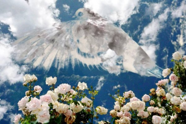 Роза в лучах солнца