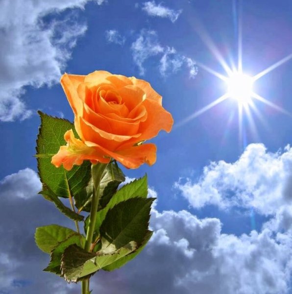 Белые цветы в солнечных лучах