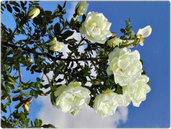 Цветы розы на фоне неба