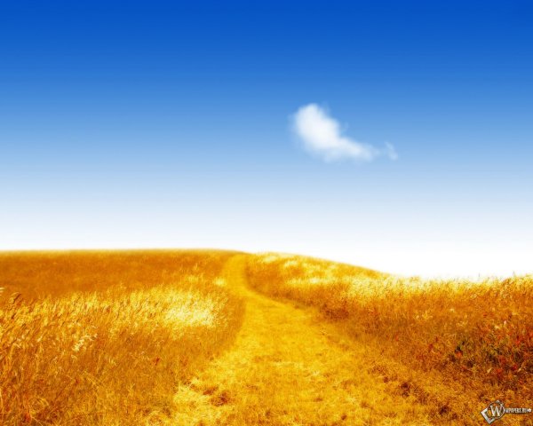 Желтое поле голубое небо