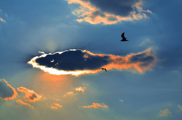 Киты в небе