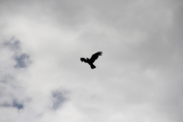 Вороны в небе