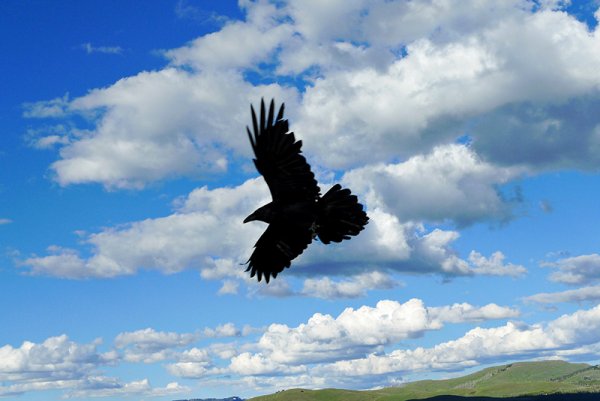 Птицы в небе вороны