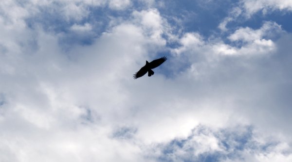 Вороны в небе