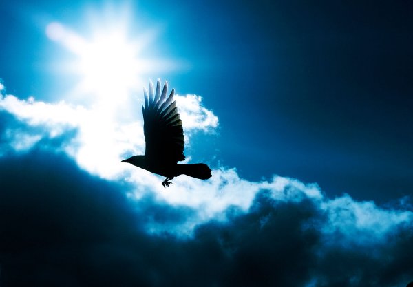Ворон летит