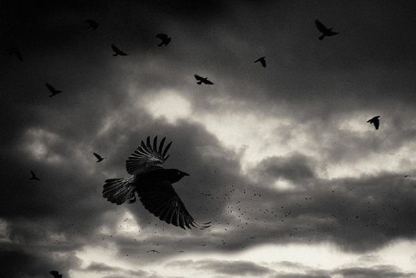 Ворон в небе