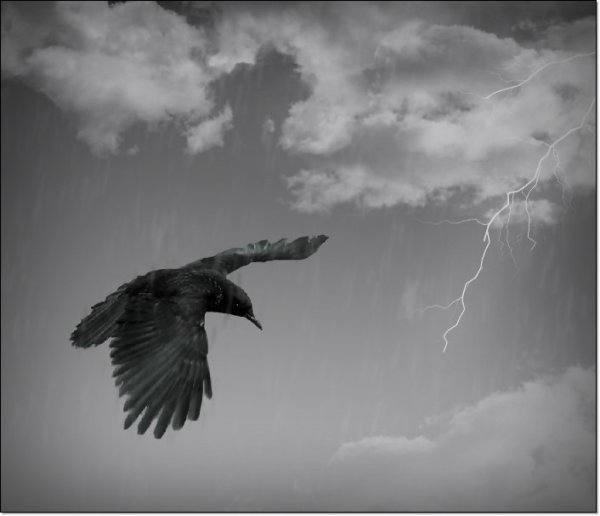 Черные птицы в небе