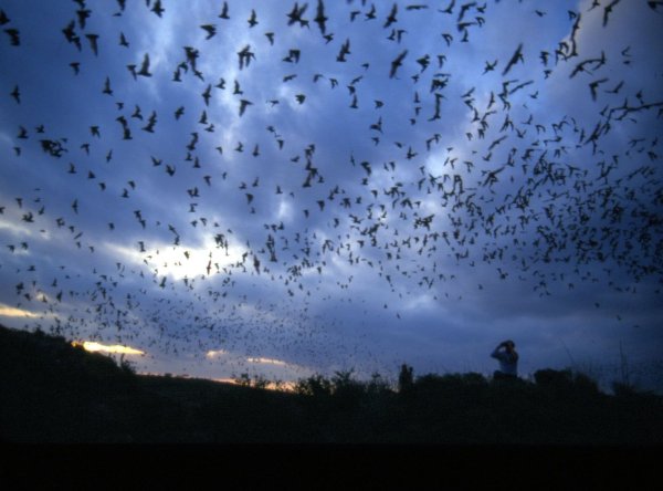 Стая летучих мышей