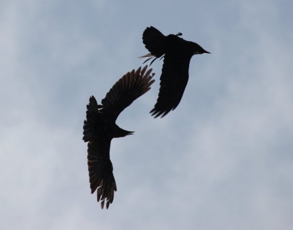 Парящие вороны