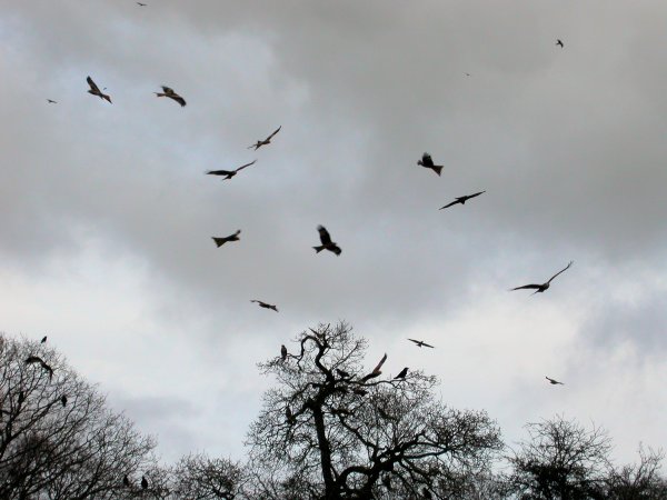 Птицы вдалеке