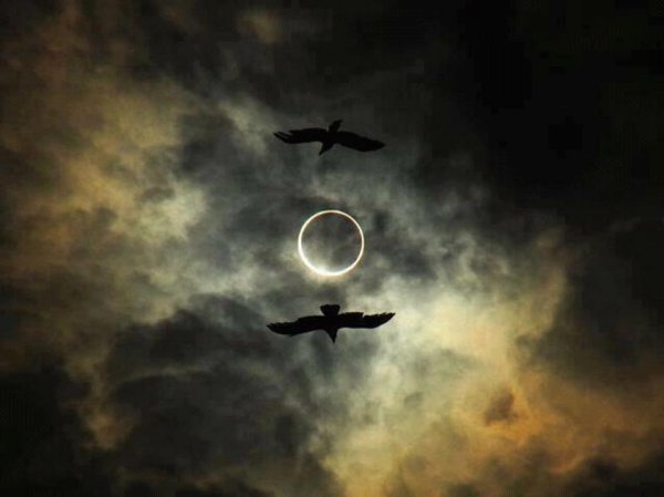 Ворон и солнечное затмение