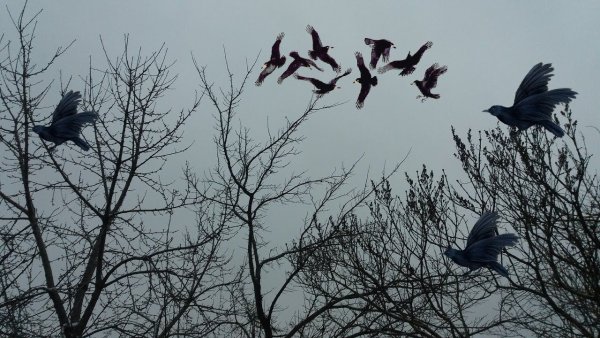 Стая грачей