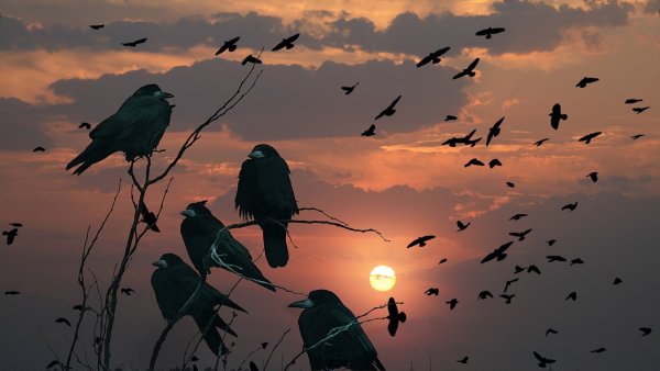 Грачи улетают на Юг