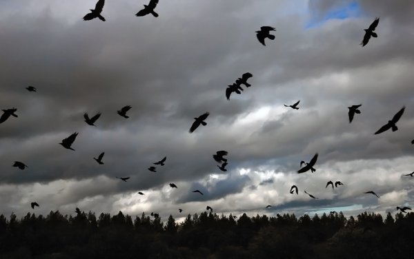 Вороны кружат