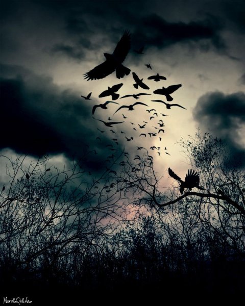 Вороны кружат