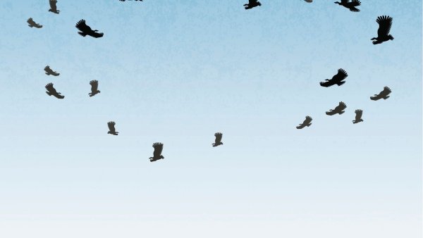 Ворон улетает