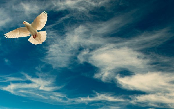 Голуби в небе картинки