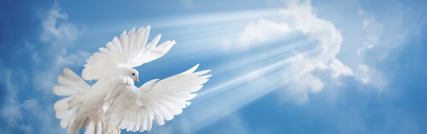 Голуби в небе