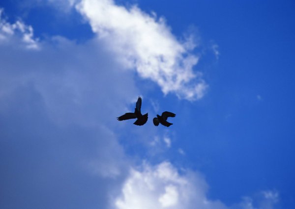 Птица голубь в небе